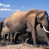 Az elefántok szaporodása