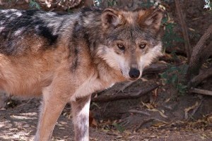 Ragadozó állatok: a mexikói farkas (Canis lupus baileyi)
