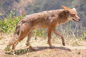 Ragadozók: a prérifarkas vagy kojot (Canis latrans)