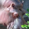 A víziló (Hippopotamus amphibius)