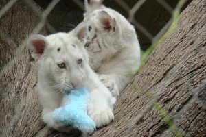 Egy Chílei fehér tigris 5 utódot hozott a világra!