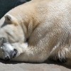 Elpusztult Knut, a berlini állatkert jegesmedvéje