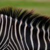 Érdekességek a zebráról
