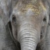 1961 után ismét születhet elefánt a Budapesti Állatkertben?