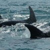 Delfintetemeket találtak a Fekete-tengerben