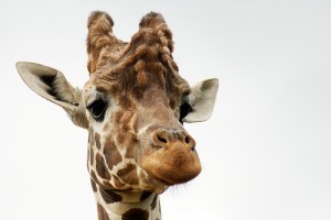 Miért olyan különleges állat a zsiráf? 10 lépésben bebizonyítjuk!