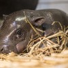 Cuki törpevíziló született a nyíregyházi állatkertben