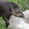 A tapírok