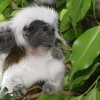 Liszt-majmocskák születtek a Miskolci Állatkertben