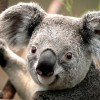 Halálos betegség tizedeli a koalákat - Csöndes gyilkos