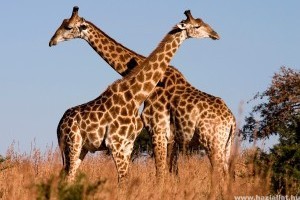 Új módszer a zsiráfok korának meghatározására