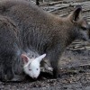 Albínó kenguruk születtek Szegeden