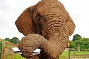 Ormányával harmonikázik Shanti, az elefánt