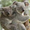 Védelmet kaptak a koalák