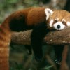 Leájult a fáról a panda - A tűzoltók hibáztak