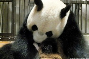 Megszülettek 2012 első kínai pandaikrei