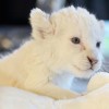 Fehér oroszlánkölykök születtek Ukrajnában