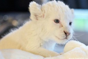 Fehér oroszlánkölykök születtek Ukrajnában