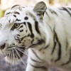 Fehér tigrisek érkeztek a Nyíregyházi Állatparkba