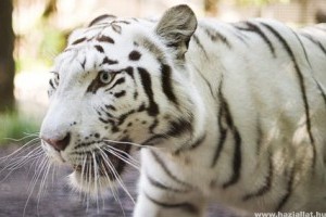 Fehér tigrisek érkeztek a Nyíregyházi Állatparkba