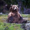 A norvég medvék tudják, hogy kell bulizni