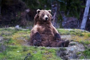 A norvég medvék tudják, hogy kell bulizni