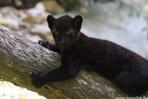 Két jaguárkölyök született a Szegedi Vadasparkban