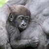 Tovább élnek a társaságkedvelő gorillák, mint zárkózott társaik