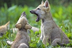 A farkaskölykök előbb kezdik felfedezni környezetüket, mint a kutyák