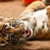 Bengáli tigris született a győri állatkertben
