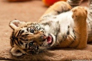 Bengáli tigris született a győri állatkertben