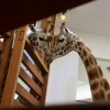 Zsiráftehén érkezett a veszprémi állatkertbe