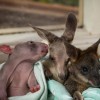 A vombat a kenguru és a wallaby barátsága