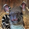 Látogatók nevezhetik el a veszprémi állatkertben született tapírt