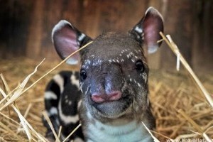 Látogatók nevezhetik el a veszprémi állatkertben született tapírt