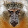Aranyhasú mangábé majmok érkeznek a Fővárosi Állat-és Növénykertbe