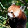 Vörös macskamedve-ikerpár érkezett a jászberényi állatkertbe