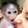 A háziállatként tartott majmok összeírását sürgetik