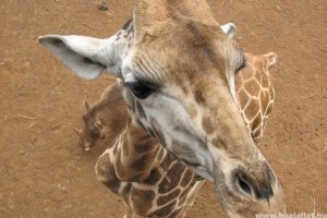 Zsiráfborjú született a budapesti állatkertben
