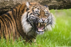 Párt kapott a nyíregyházi szumátrai tigris