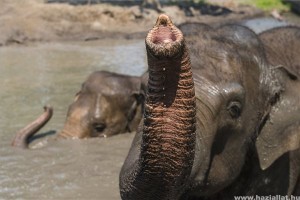 Az elefántoknak is melege van... (fotók)