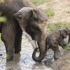 Afrikai elefántborjú született