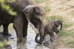 Afrikai elefántborjú született
