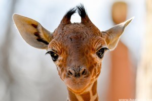 Újabb recés zsiráf született a debreceni állatkertben