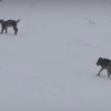A farkas és a hiúz ritka találkozóját kapták lencsevégre