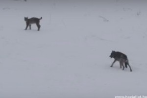 A farkas és a hiúz ritka találkozóját kapták lencsevégre