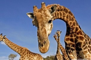 Megfejtették a zsiráf hosszú nyakának és szédületes sprintjeinek genetikai titkát