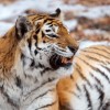 Nemzeti parkot terveznek a szibériai tigriseknek és az amuri leopárdoknak
