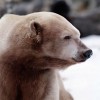 Grizzly-jegesmedvét lőttek le Kanada északi részén