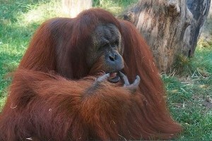 Gyere velünk az állatkertbe: családi idill az orangutánoknál